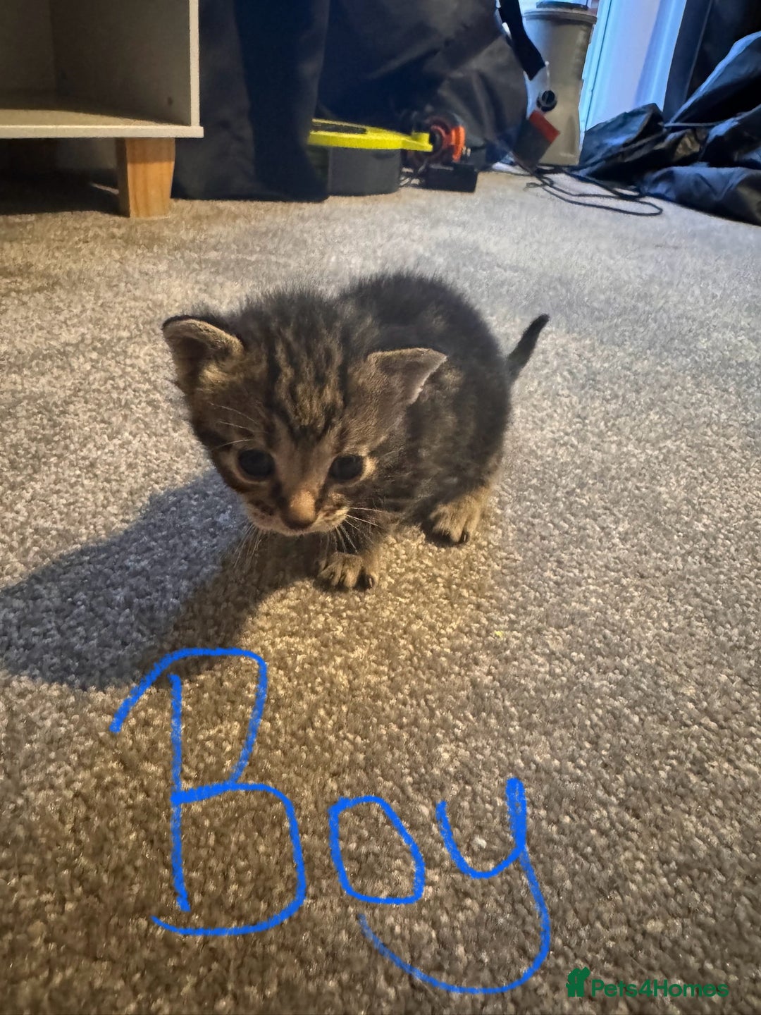 Domestic Shorthair cats for sale: Beautiful  Kittens Looking For Their Forever Homes - Image 6