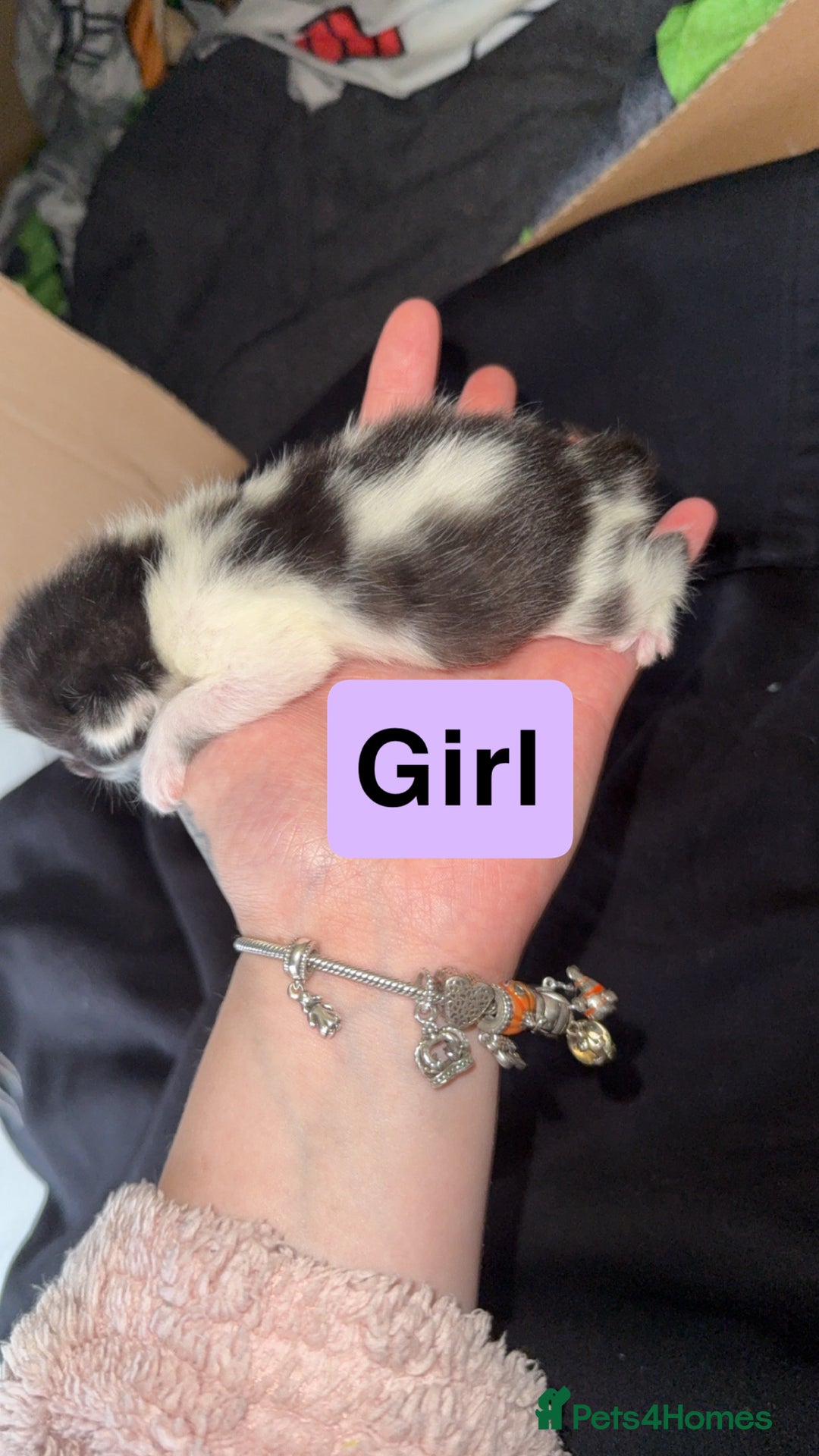 Mixed Breed cats for sale: Kitten - Advert 3