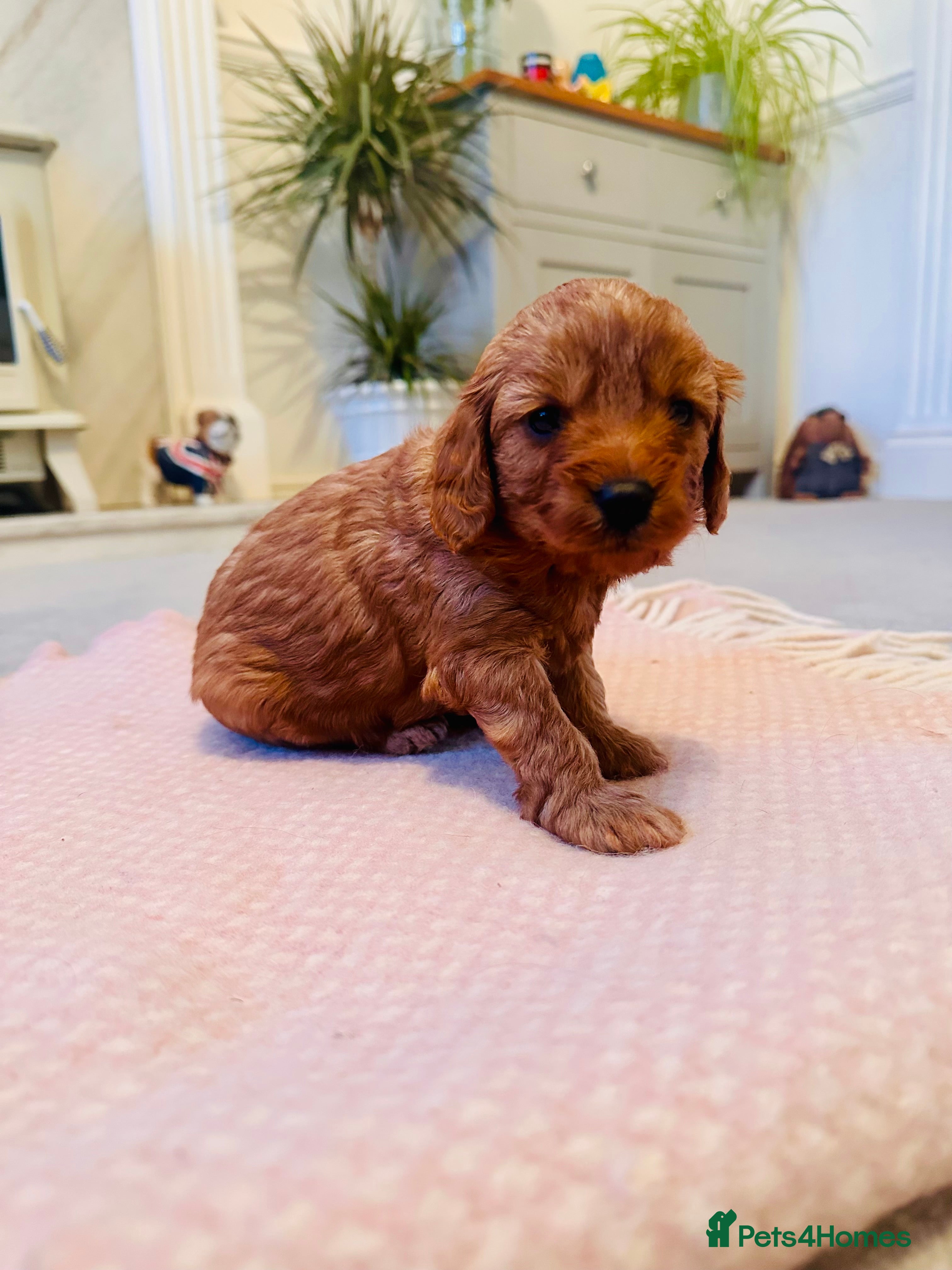 Cavapoo dogs Toy Cavapoo Puppies  - Advert 16