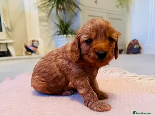 Cavapoo dogs Toy Cavapoo Puppies - Advert 16