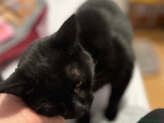 Mixed Breed cats 8 month old rescue looking for her own home - Advert 15