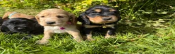 Cocker Spaniel dogs for sale: Show Type +DNA tested - Advert 3