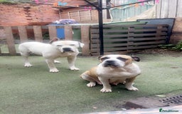Mixed Breed dogs for sale: American bulldog  - Image 2
