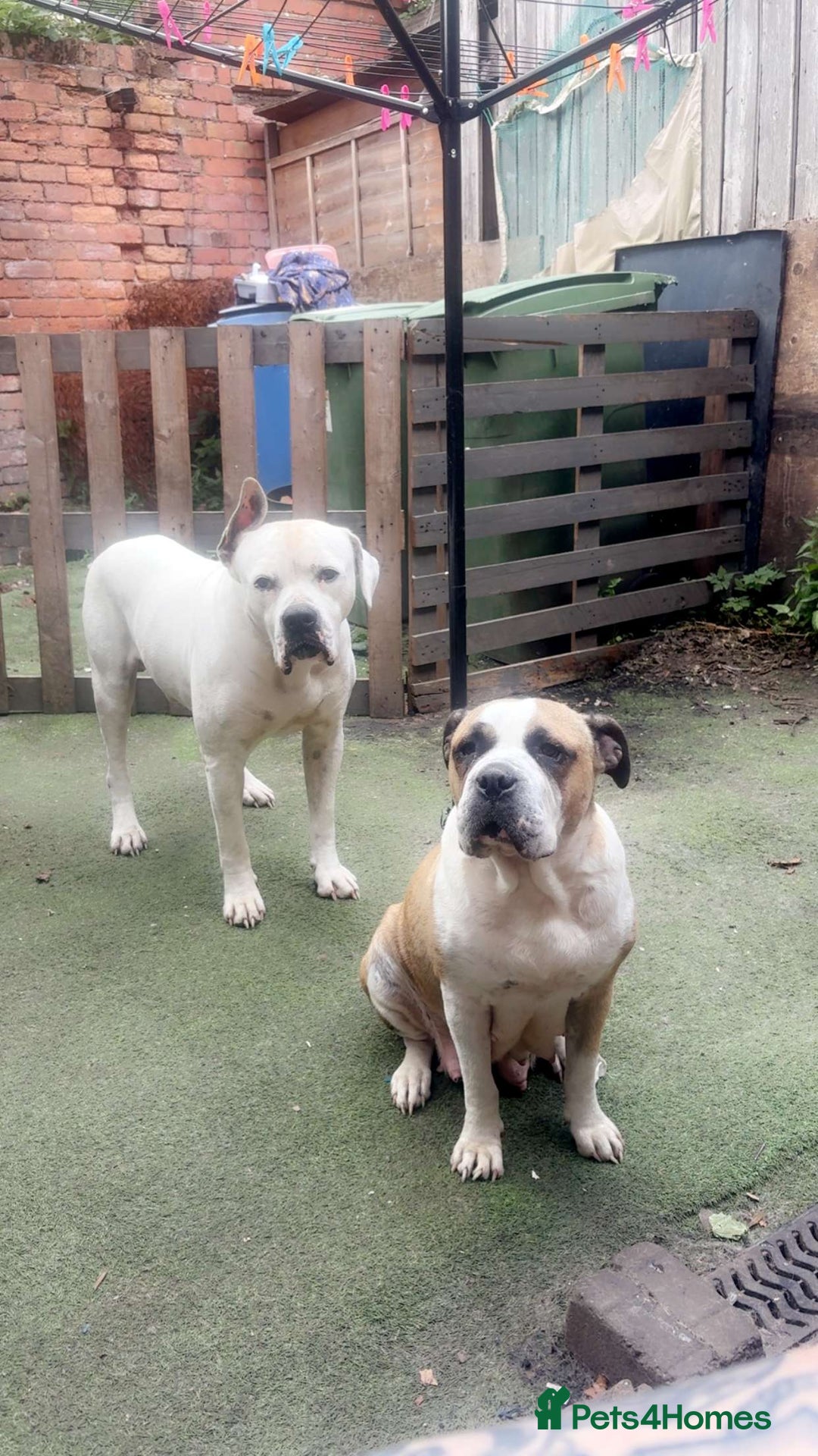 Mixed Breed dogs for sale: American bulldog  - Image 2