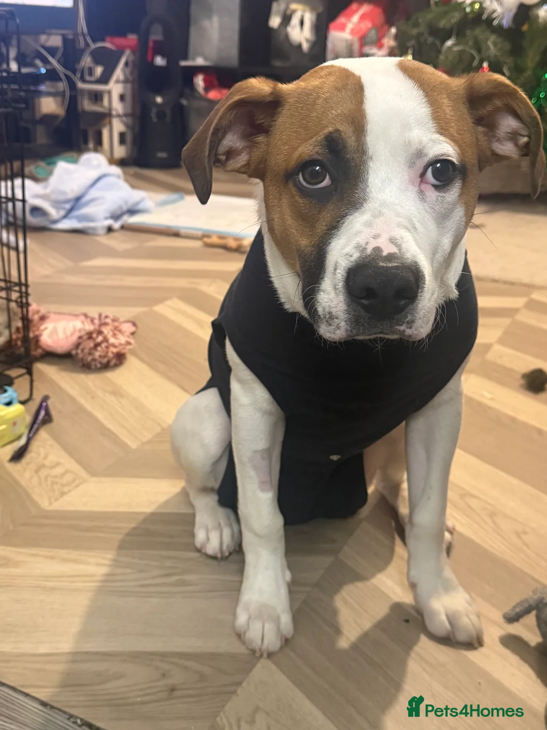 American Bull Staffy dogs for sale: American bulldog for sale  - Advert 2