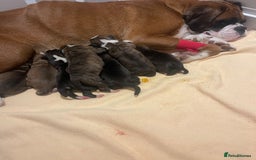 Boxer dogs for sale: Beautiful boxer puppies available  - Image 3