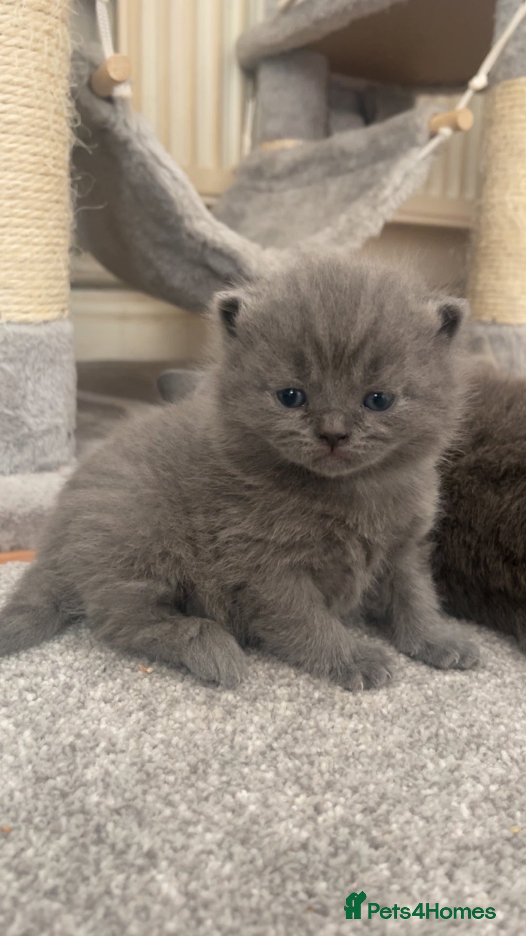 British Shorthair cats for sale: CHUNKY CHAMPION LINE BRITISH BLUE SHORTHAIR KITTEN - Advert 7