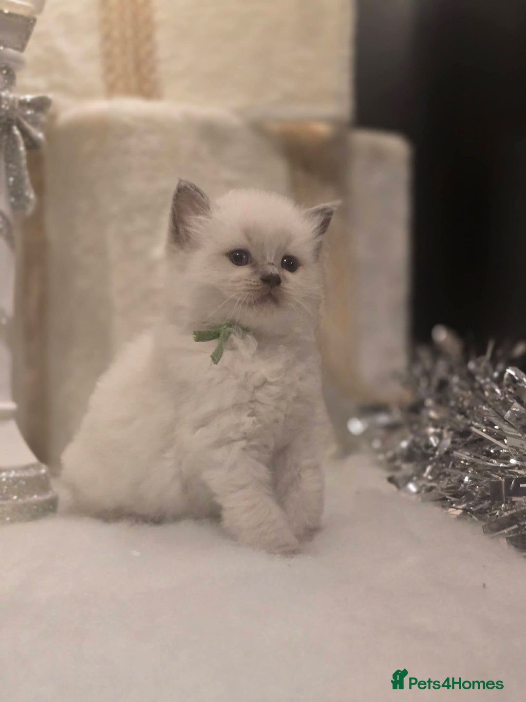 Ragdoll cats for sale: Precious GOOF Registered Ragdoll Kittens - 2 Boys - Advert 9