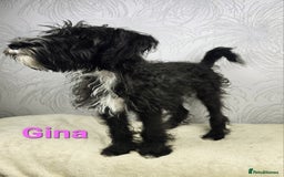 Australian Labradoodle dogs for sale: Australian Labradoodle × Fox Terrier Puppies - Image 18