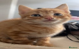 Domestic Shorthair cats for sale: 2 Ginger males 2 calico female 1 tabby female - Image 2