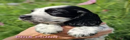 Cocker Spaniel dogs for sale: RKC Show English Cocker Spaniels - Advert 3