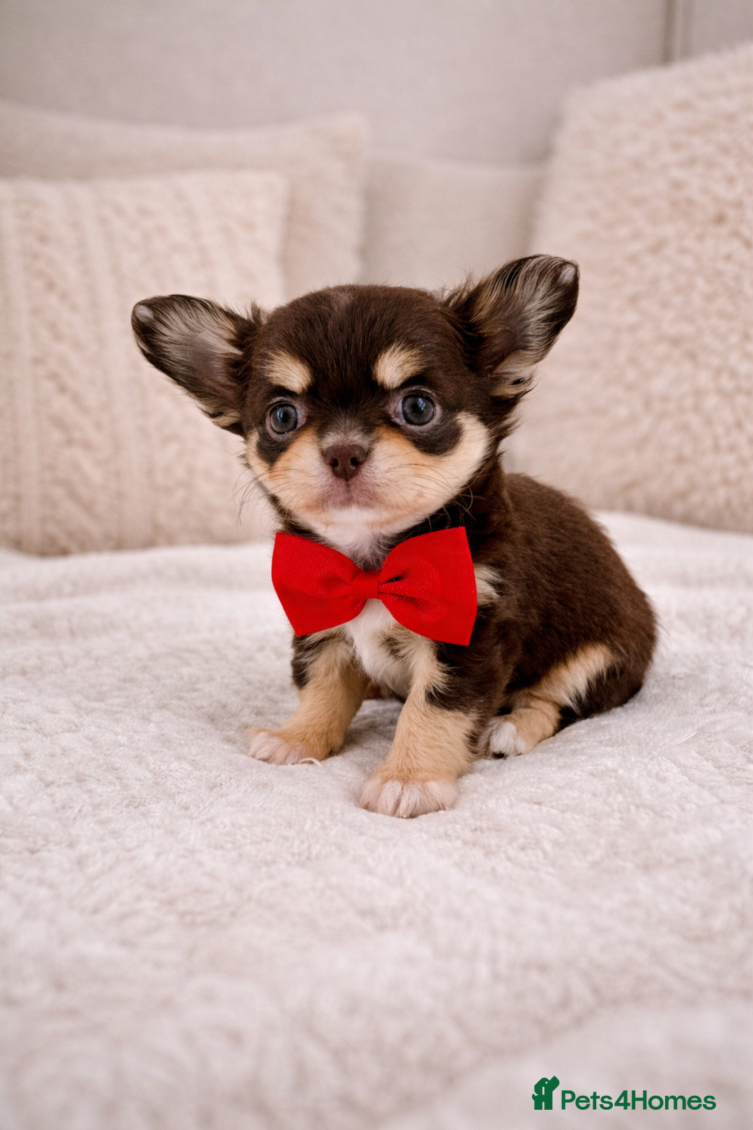Chihuahua dogs for sale: ✨ Exceptional Chihuahua Puppies Forever 🏡 Only💖 - Advert 2