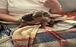 Miniature Dachshund dogs for sale: Miniature dachshund  - Image 18