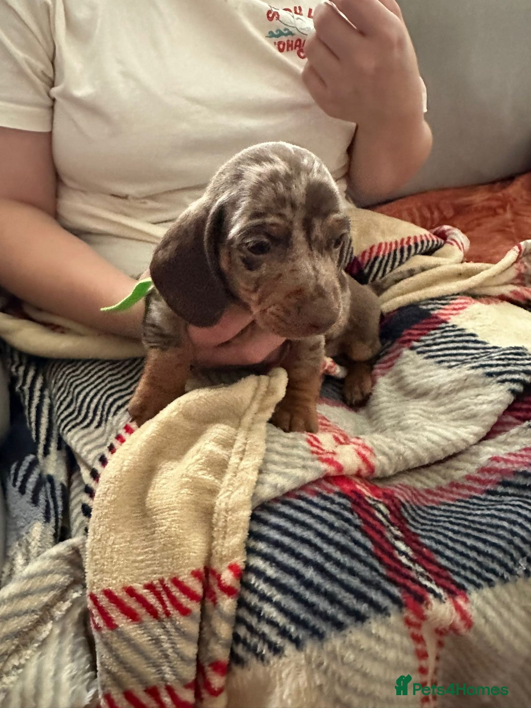 Miniature Dachshund dogs for sale: Miniature dachshund  - Image 18