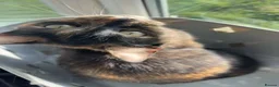 Mixed Breed cats for sale: 3 female kittens  - Advert 1