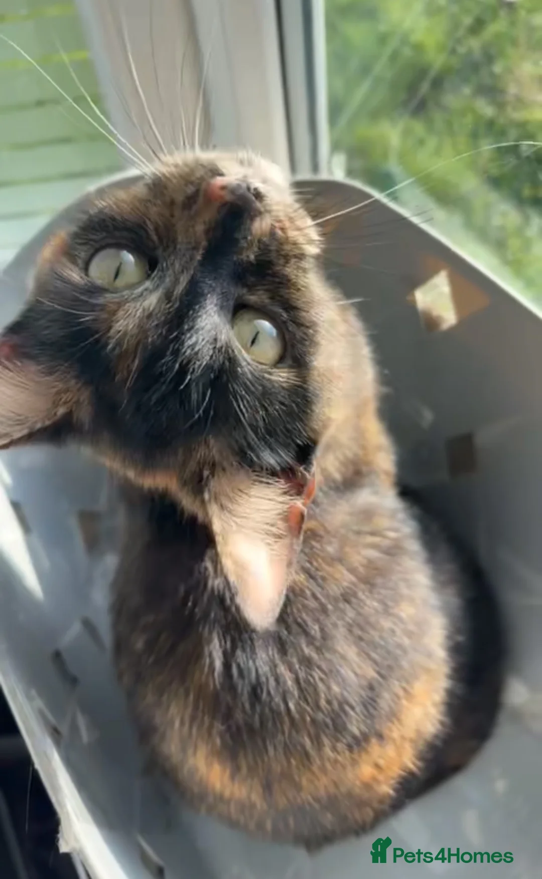 Mixed Breed cats for sale: 3 female kittens  - Advert 1