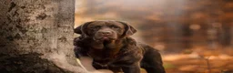 Labrador Retriever dogs for stud: CANEK (MEX IMP) CHOCOLATE LABRADOR STUD - Advert 6