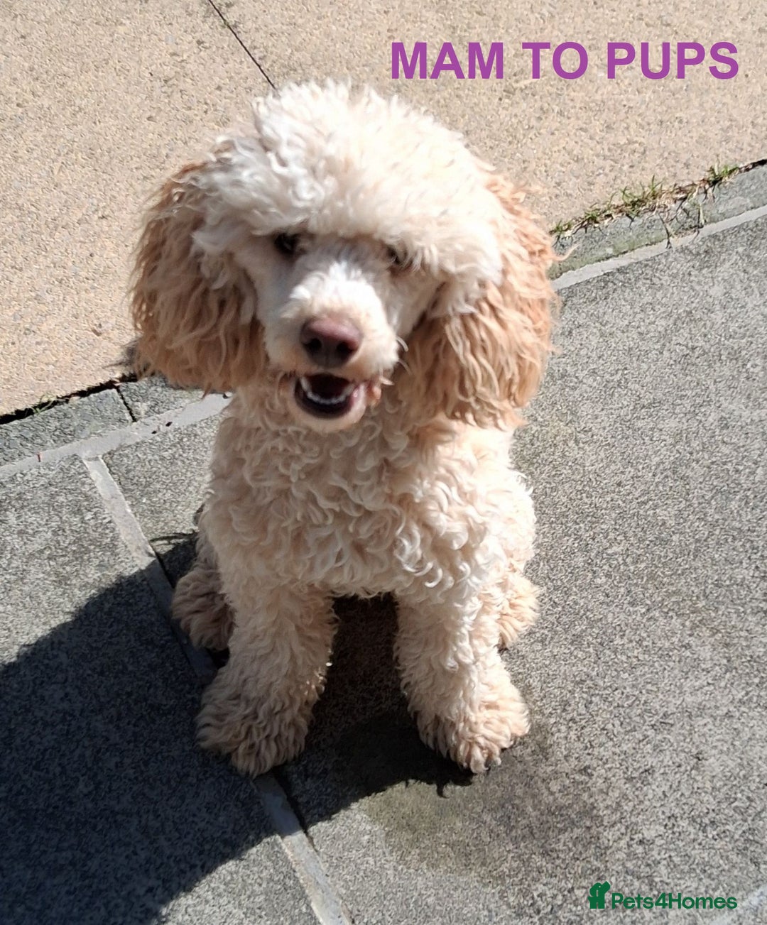 Mixed Breed dogs for sale: lovely poodle pups - Advert 22