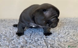 French Bulldog dogs for sale: KC French Bulldog Pups Tiger Brindle, Tan & Black  - Image 15
