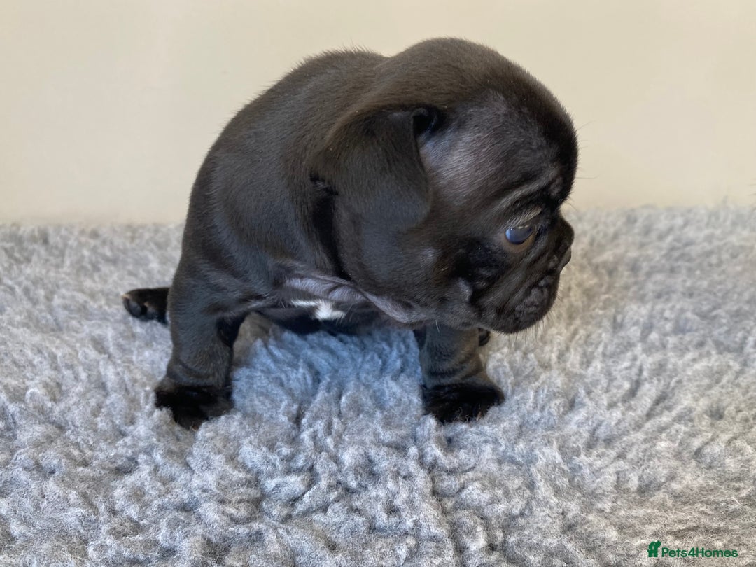 French Bulldog dogs for sale: KC French Bulldog Pups Tiger Brindle, Tan & Black  - Image 15