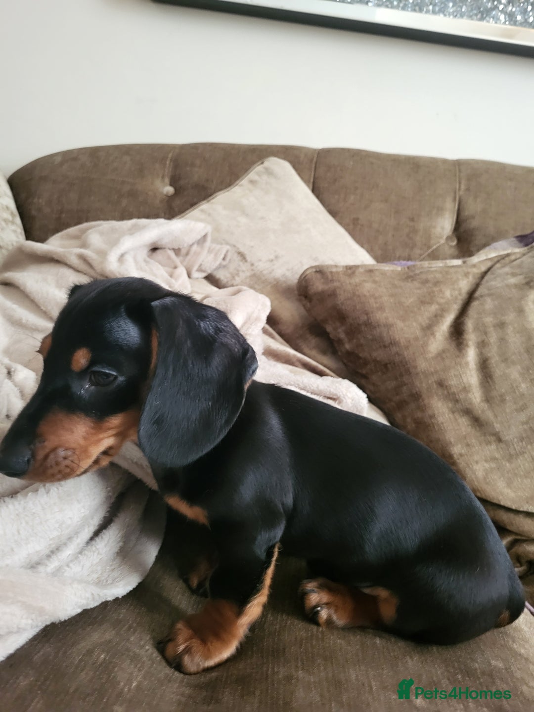 Miniature Dachshund dogs for sale: Adorable boy miniature dachshund  - Advert 3