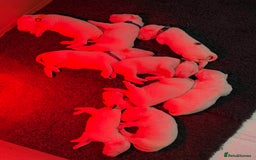 English Bull Terrier dogs for sale: Outstanding English Bull Terrier Puppies - Image 14