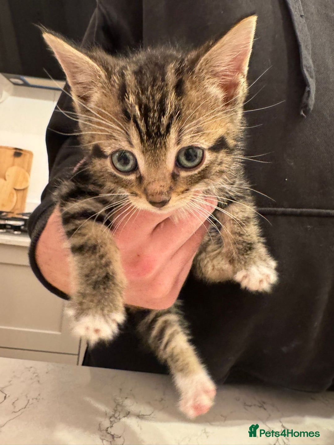 Mixed Breed cats for sale: 4 Beautfiul Kittens for Sale  - Advert 4