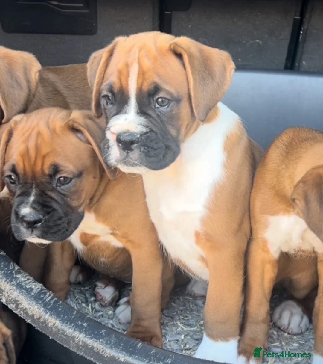 Boxer dogs for stud: 💥TOP QUALITY PROVEN FLASHY KC BOBTAIL FOR STUD💥 in Liverpool - Advert 7