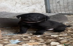 Labrador Retriever dogs for sale: Pedigree KC Reg Labrador puppies - Image 13