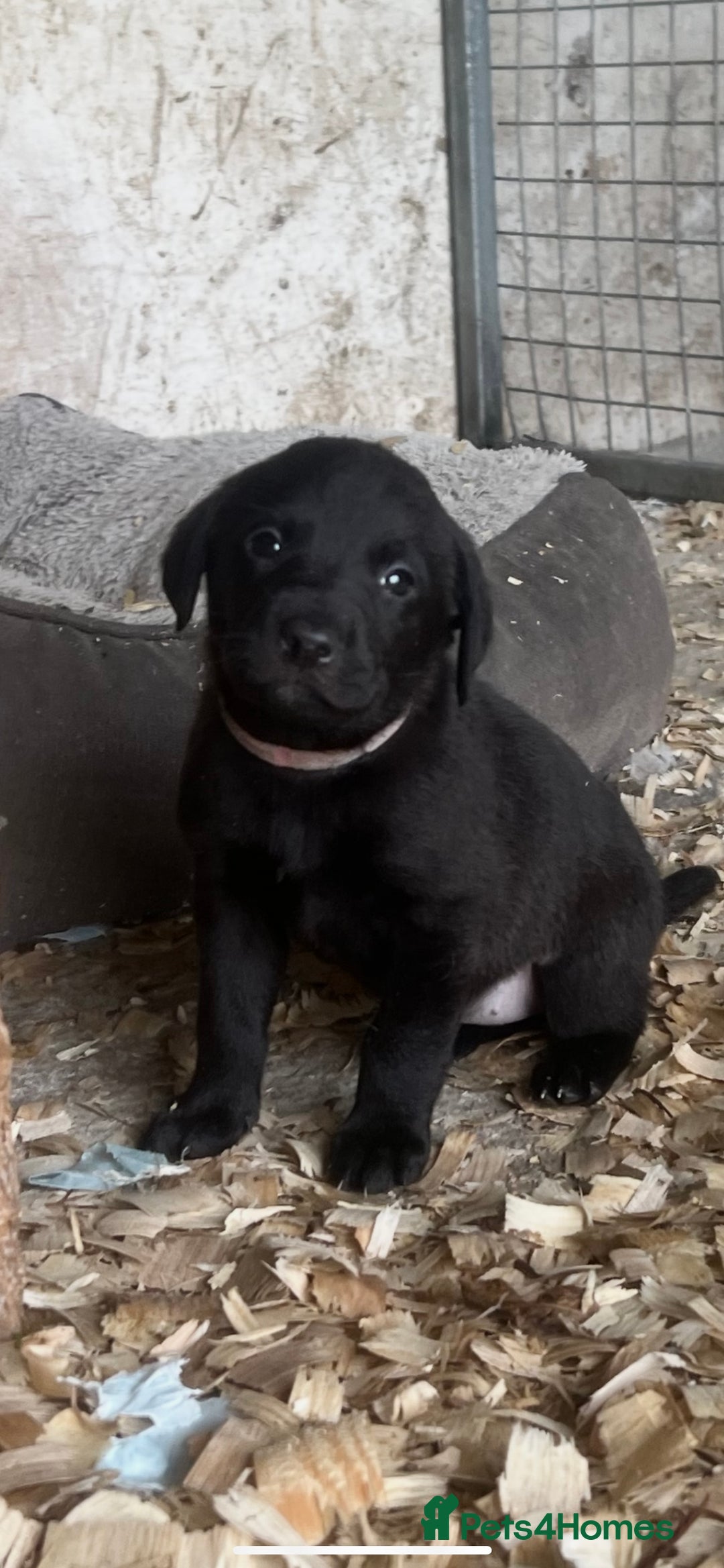 Labrador Retriever dogs for sale: Pedigree KC Reg Labrador puppies - Image 13