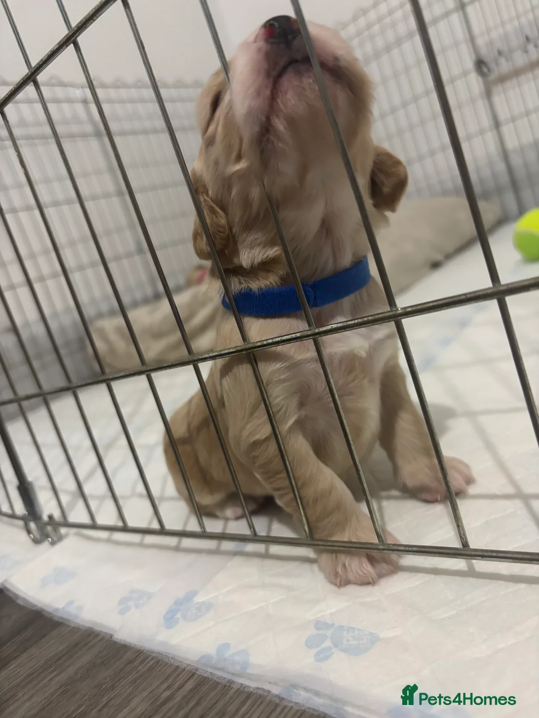 Cocker Spaniel dogs for sale: Working Cocker Spaniel Puppies - Advert 10