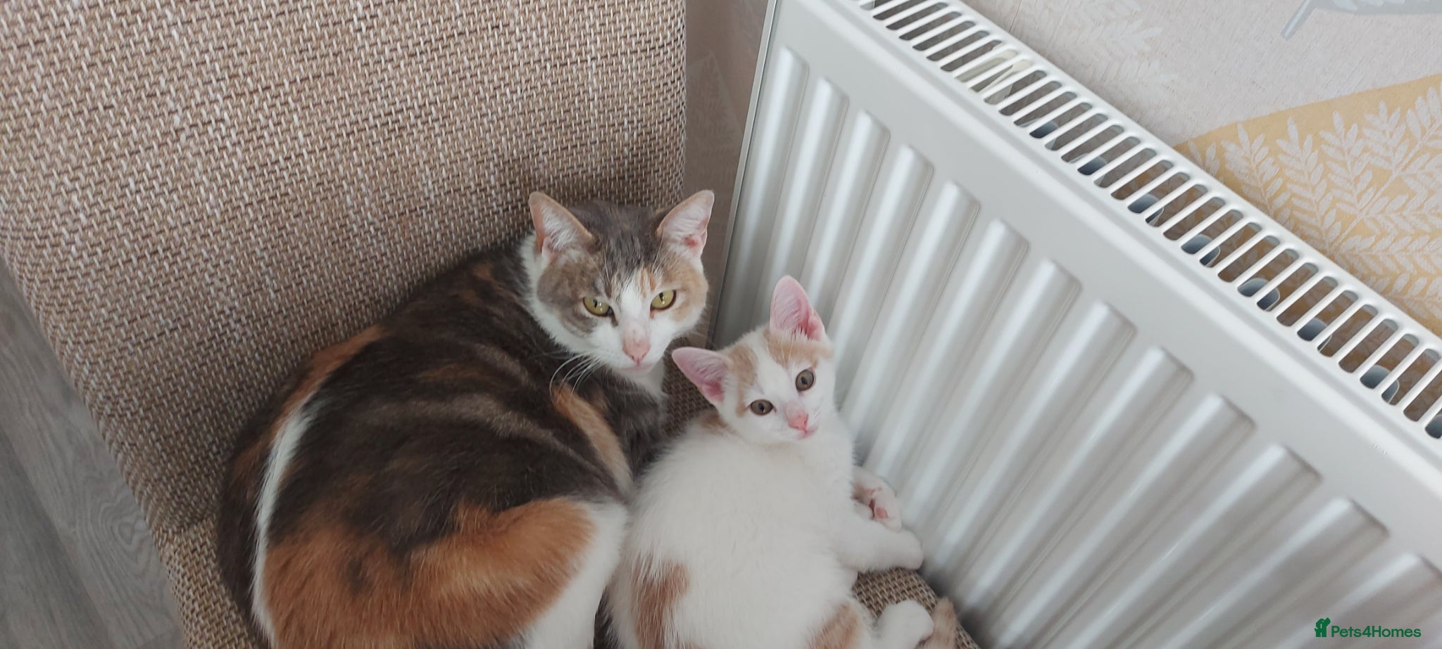 Mixed Breed cats Kitten for sale - Advert 1