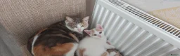 Mixed Breed cats for sale: Kitten for sale - Advert 1