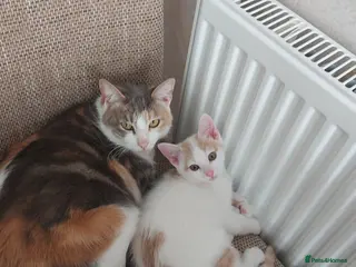 Mixed Breed cats Kitten for sale - Advert 1