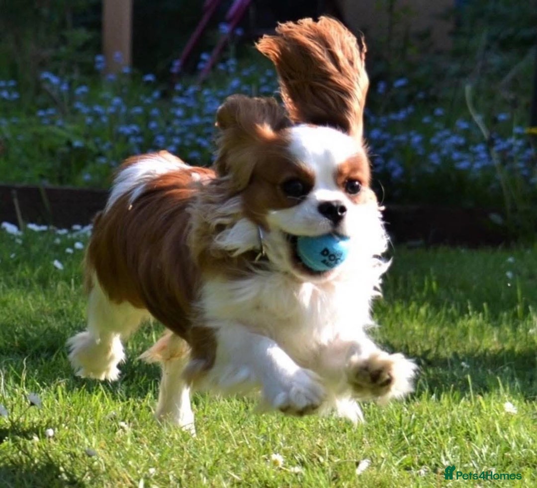 Cavalier King Charles Spaniel dogs for sale: Cavalier King Charles Spaniel puppies - Advert 2