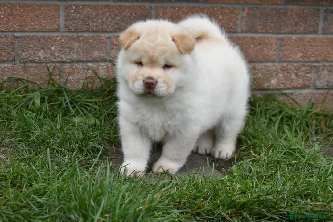Mixed Breed dogs for sale: Genuine Chowski puppies  - Image 13