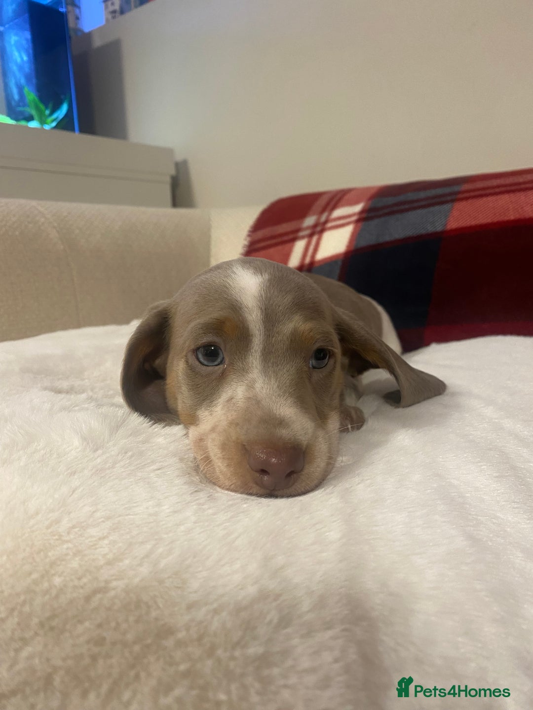 Miniature Dachshund dogs for sale: PRA Clear KC Registered Mini Dachshunds - Advert 2