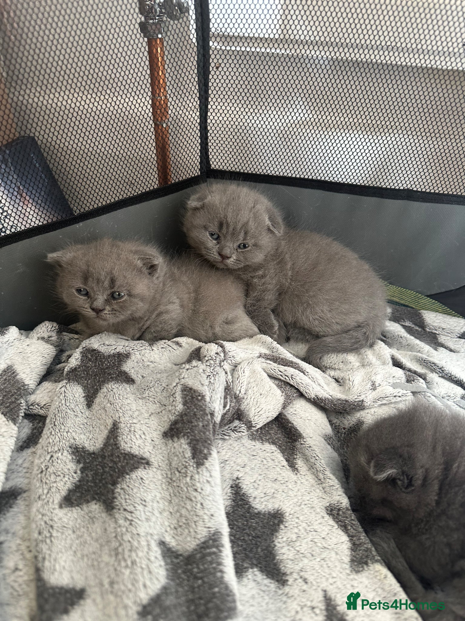 Scottish Fold cats Adorable and friendly Scottish fold kittens - Advert 1