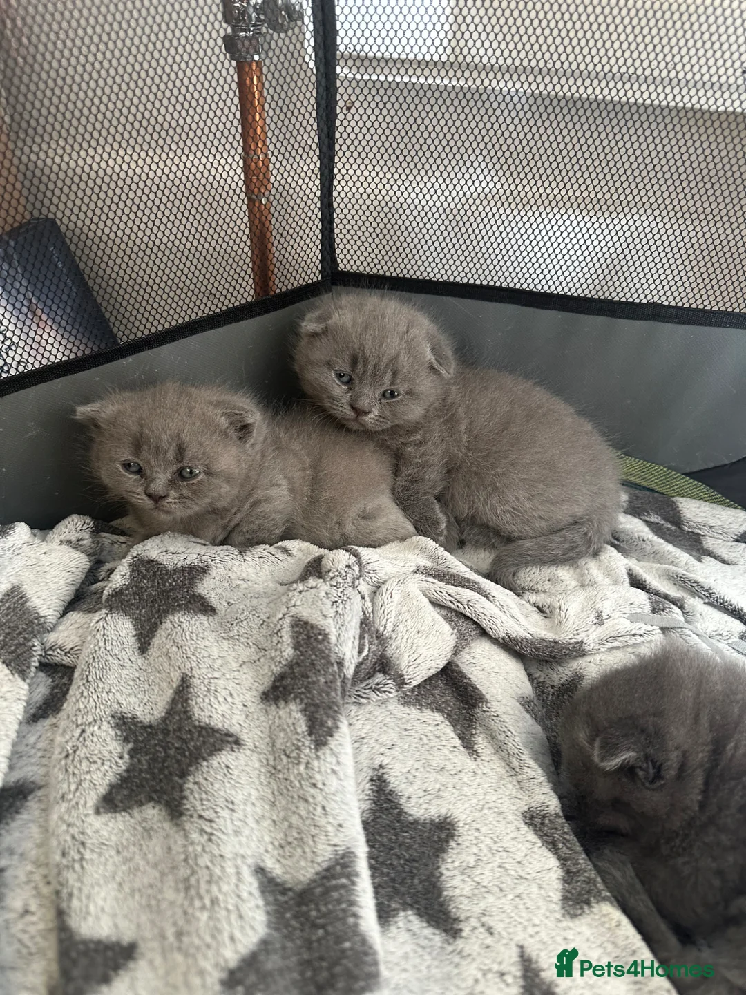 Scottish Fold cats for sale: Adorable and friendly Scottish fold kittens - Advert 1
