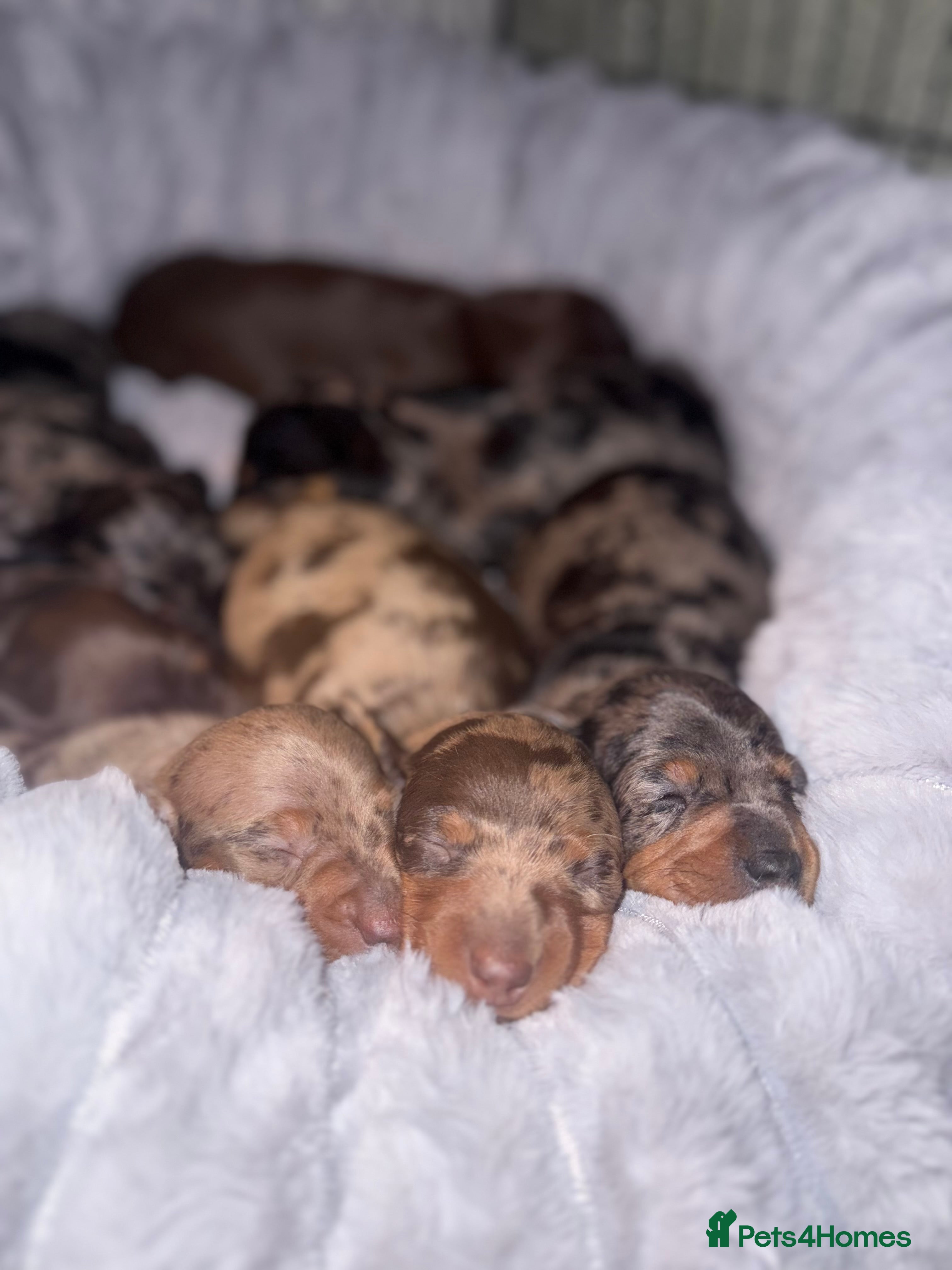 Dachshund dogs 7 beautiful dachshund pups - Advert 12