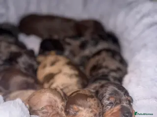 Dachshund dogs 7 beautiful dachshund pups - Advert 15