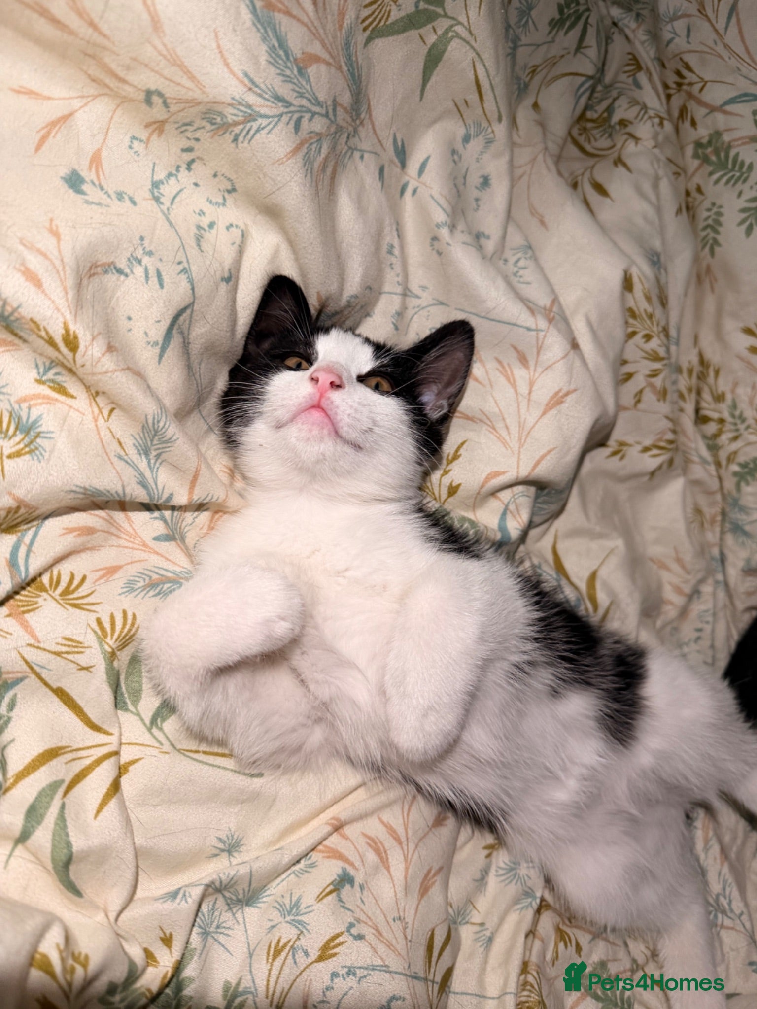 Mixed Breed cats Lovely girl ready for her new home  - Advert 2