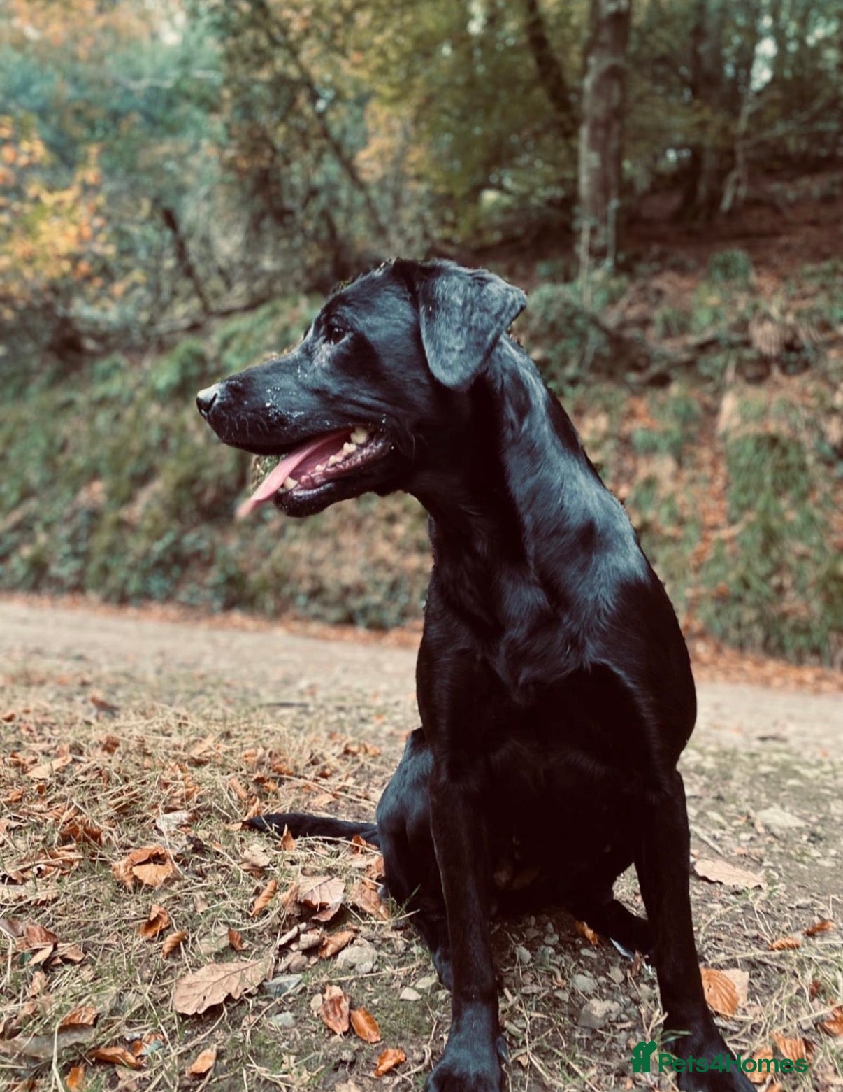 Labrador Retriever dogs Kc reg black Labrador puppies  - Advert 6