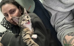 Mixed Breed cats for sale: Olivia  - Image 4