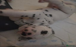 Dalmatian dogs for sale: Beautiful Dalmatian Puppies - Image 12