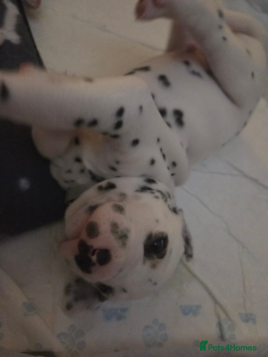 Dalmatian dogs for sale: Beautiful Dalmatian Puppies - Image 12