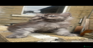 Persian cats - Advert 7