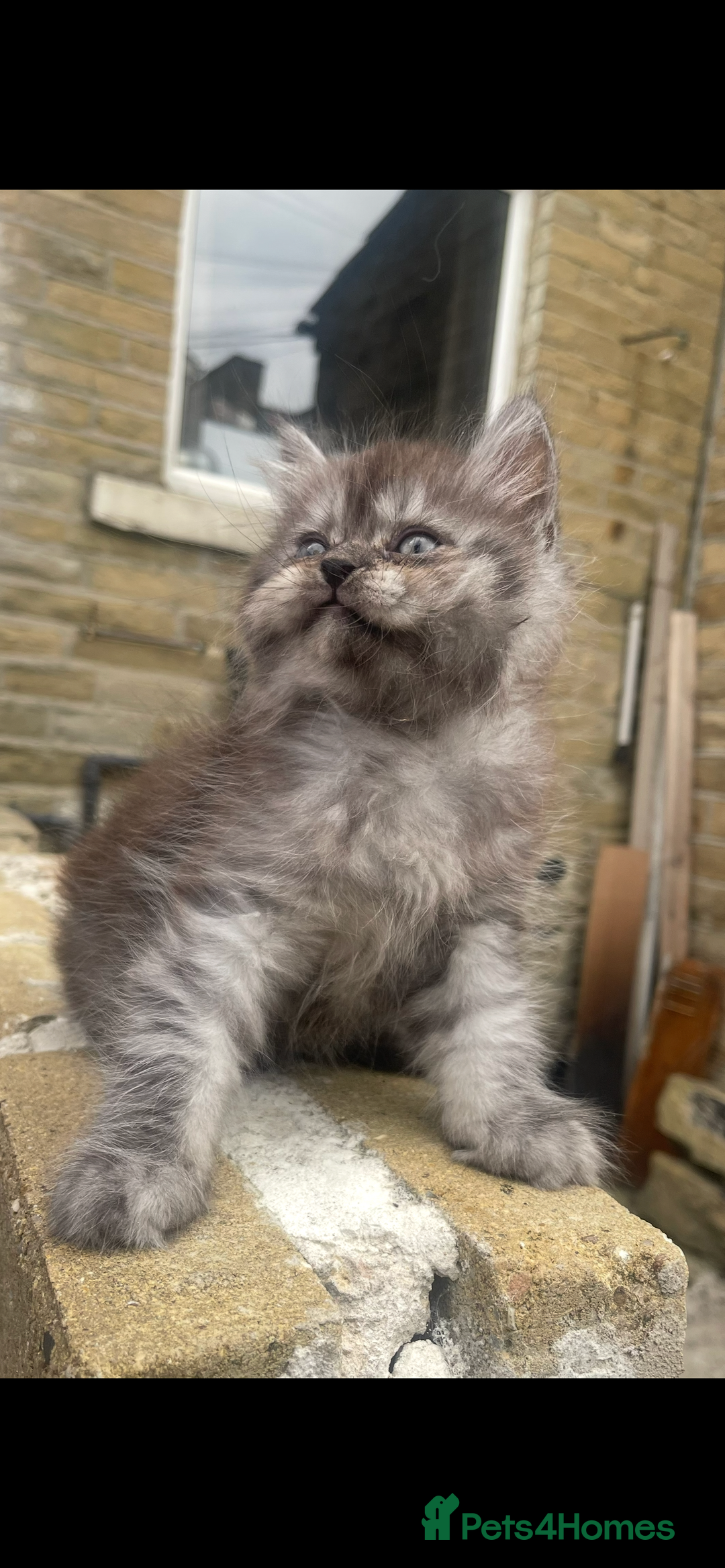 Persian cats for sale: Purebred Persian kitten  - Image 3