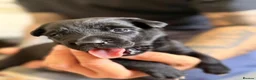 Belgian Shepherd Dog dogs for sale: Stunning Belgian Malinois Puppies  - Advert 15