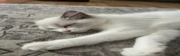 Ragdoll cats for sale: Beautiful female ragdoll kitten GCCF reg - Advert 4